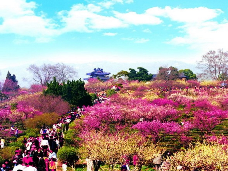 春到梅花山 (2)_第3页