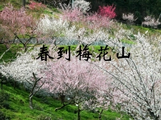 春到梅花山 (2)