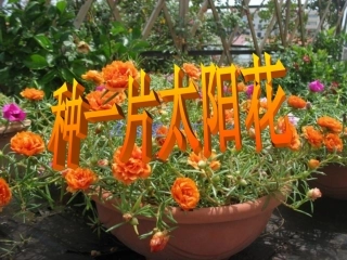 种一片太阳花PPT课件