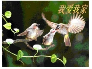 我爱我家--课件11