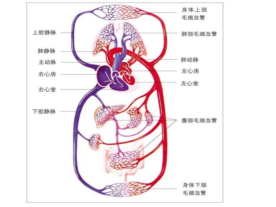 复习血液循环_第1页