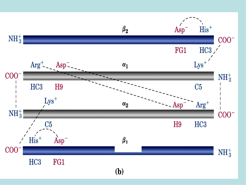 生物：53《血红蛋白的提取和分离》课件（新人教版选修1）_第1页