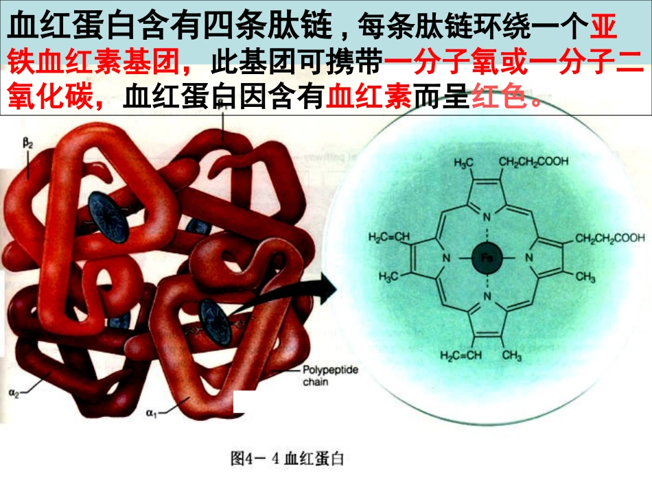 生物：53《血红蛋白的提取和分离》课件（新人教版选修1）_第2页