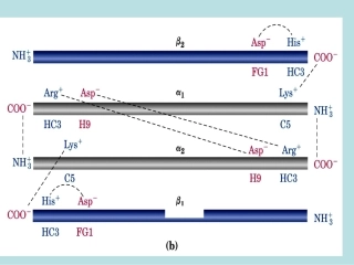 生物：53《血红蛋白的提取和分离》课件（新人教版选修1）