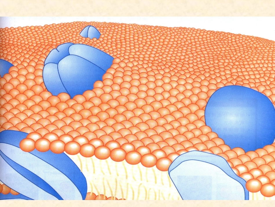 【生物】43物质跨膜运输的方式课件2（人教版必修1）_第2页