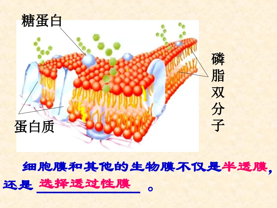 【生物】43物质跨膜运输的方式课件2（人教版必修1）_第3页