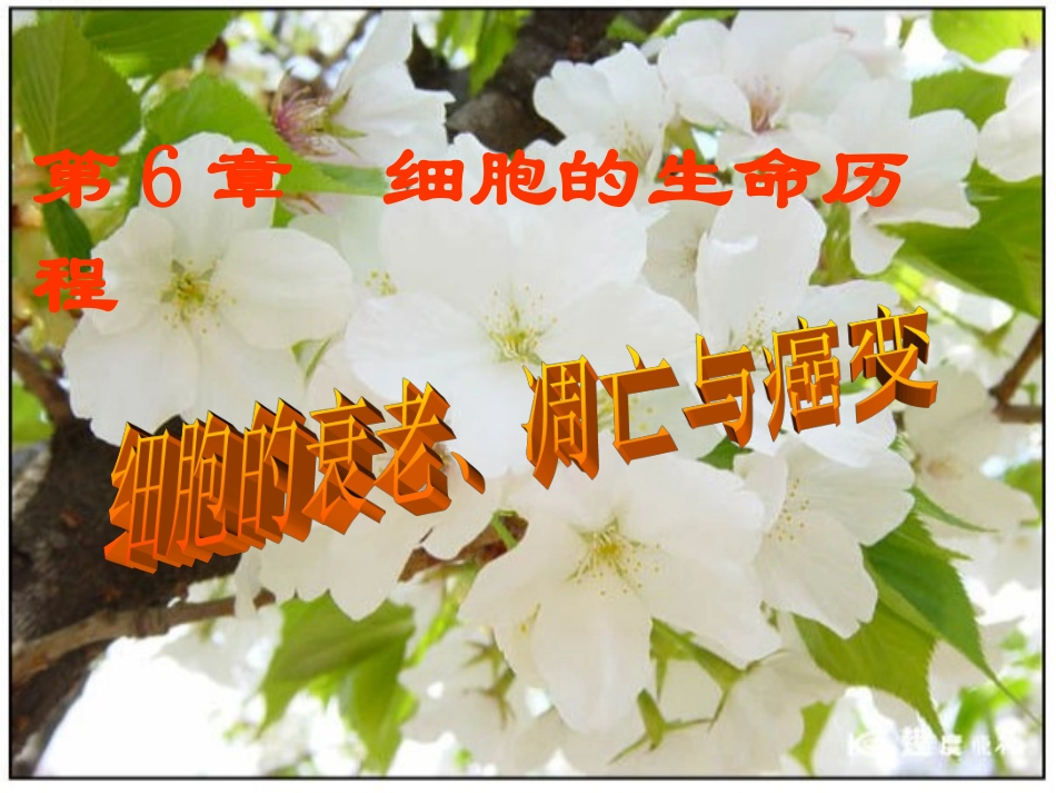 细胞衰老癌变_第1页