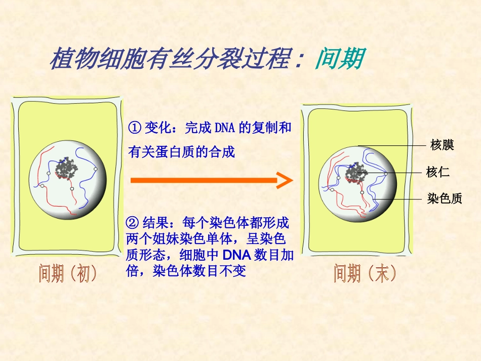 减数分裂。。。。_第3页
