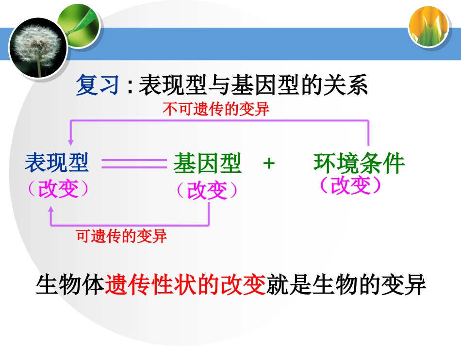基因突变（课件）_第3页