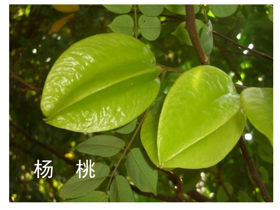 小学三年级下册《画杨桃课件》(4)_第3页