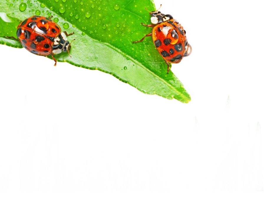 模板雨后初晴七星瓢虫_第2页