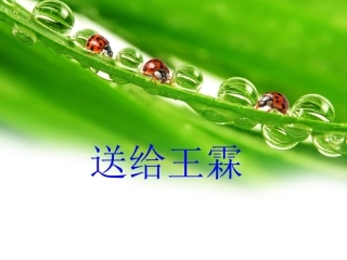 模板雨后初晴七星瓢虫