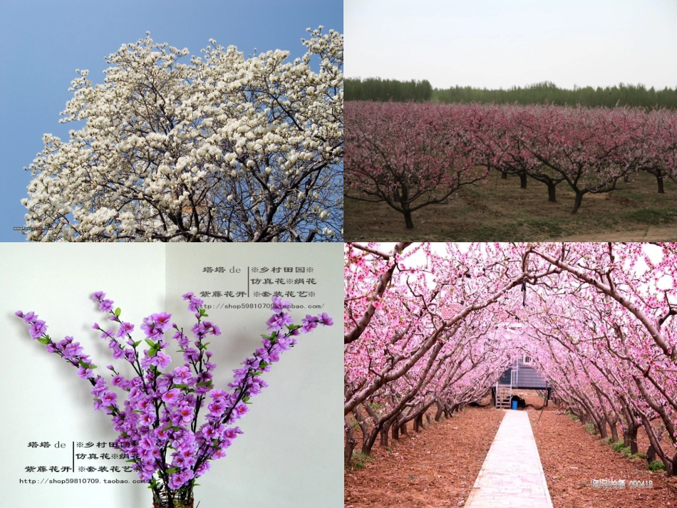 小班综合综合《桃花开了》_第2页