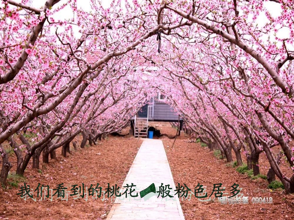 小班综合综合《桃花开了》_第3页