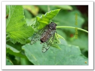 二年级课件20雷雨PPT