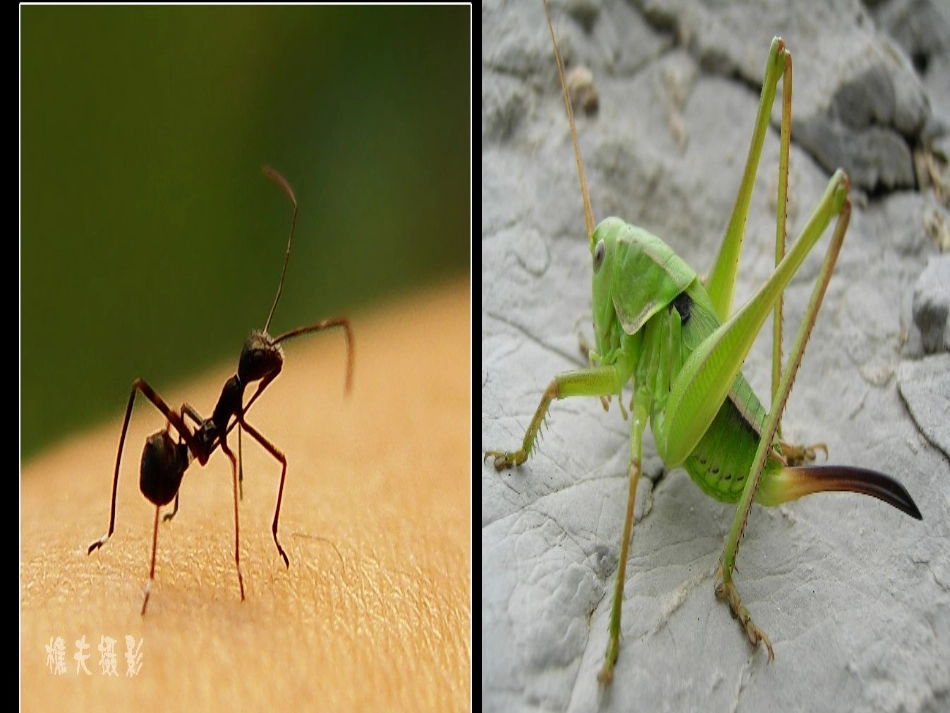 蚂蚁和蝈蝈课件_第2页