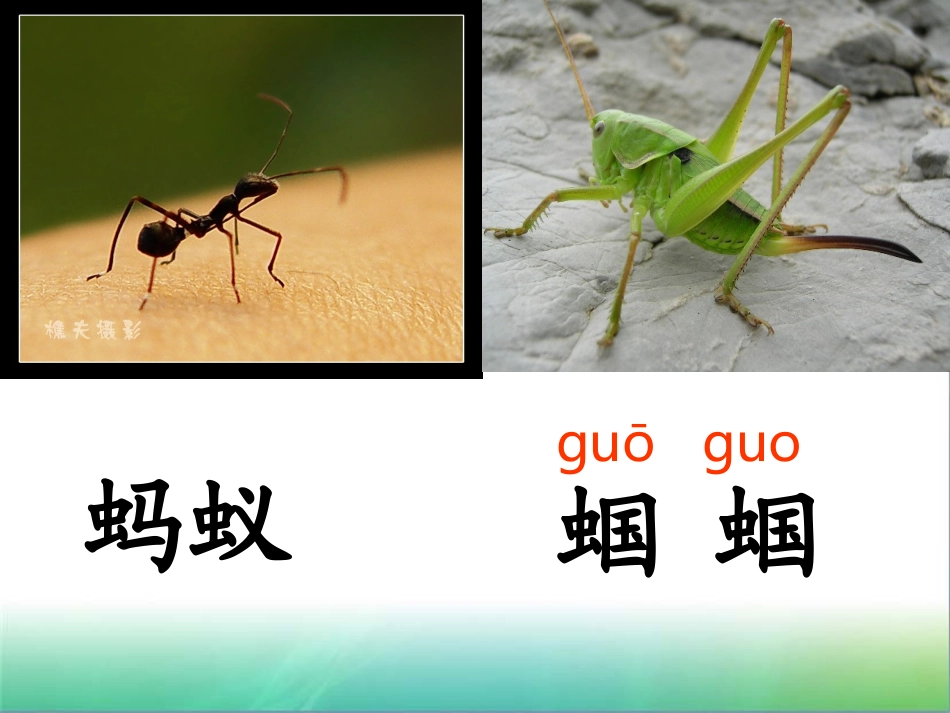 蚂蚁和蝈蝈课件_第3页