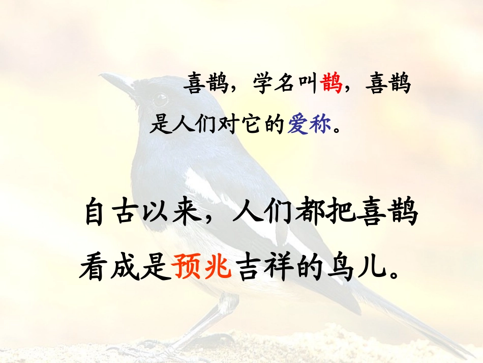 喜鹊(课件）_第1页