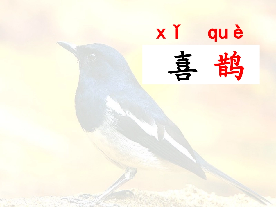 喜鹊(课件）_第2页