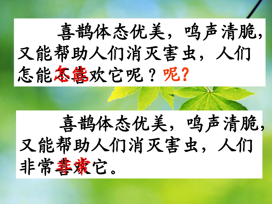 喜鹊(课件）_第3页