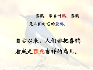 喜鹊(课件）