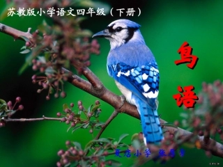 苏教版四年级语文下册鸟语课件