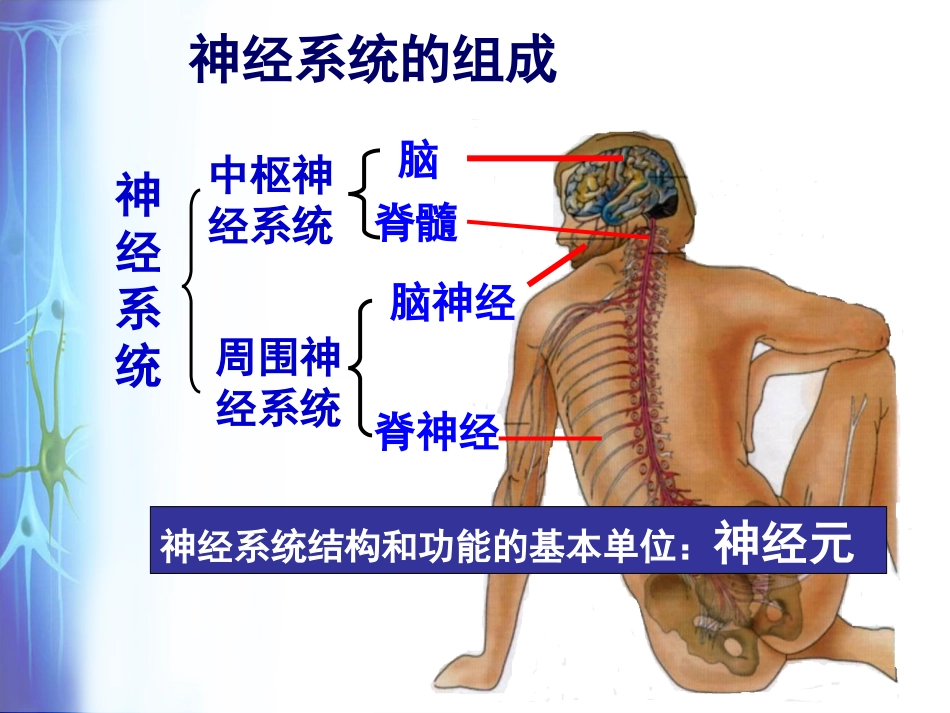 人教必修3+21通过神经系统的调节（共31张PPT）_第2页