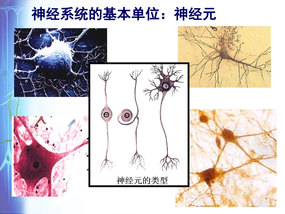人教必修3+21通过神经系统的调节（共31张PPT）_第3页