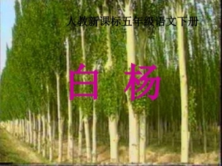 人教新课标五年级语文下册《白杨》PPT课件