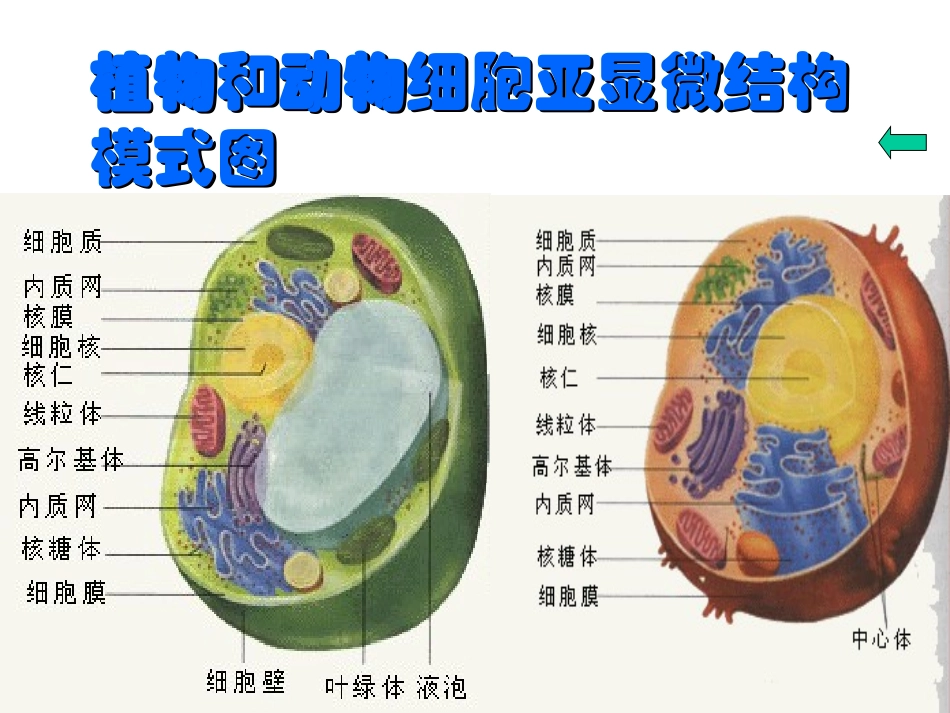 植物和动物细胞亚显微结构模式图_第1页