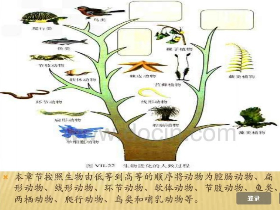 动物的主要类群_第2页
