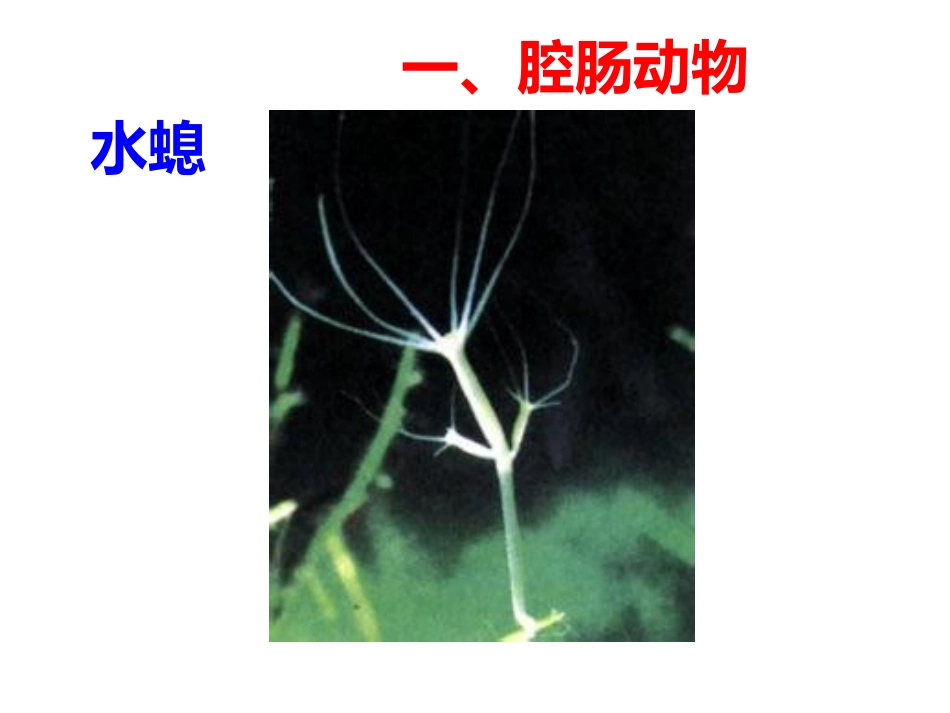 动物的主要类群_第3页