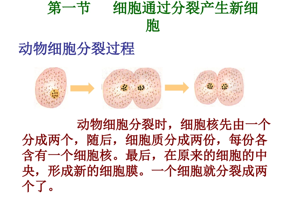 细胞怎样构成生物体复习_第2页