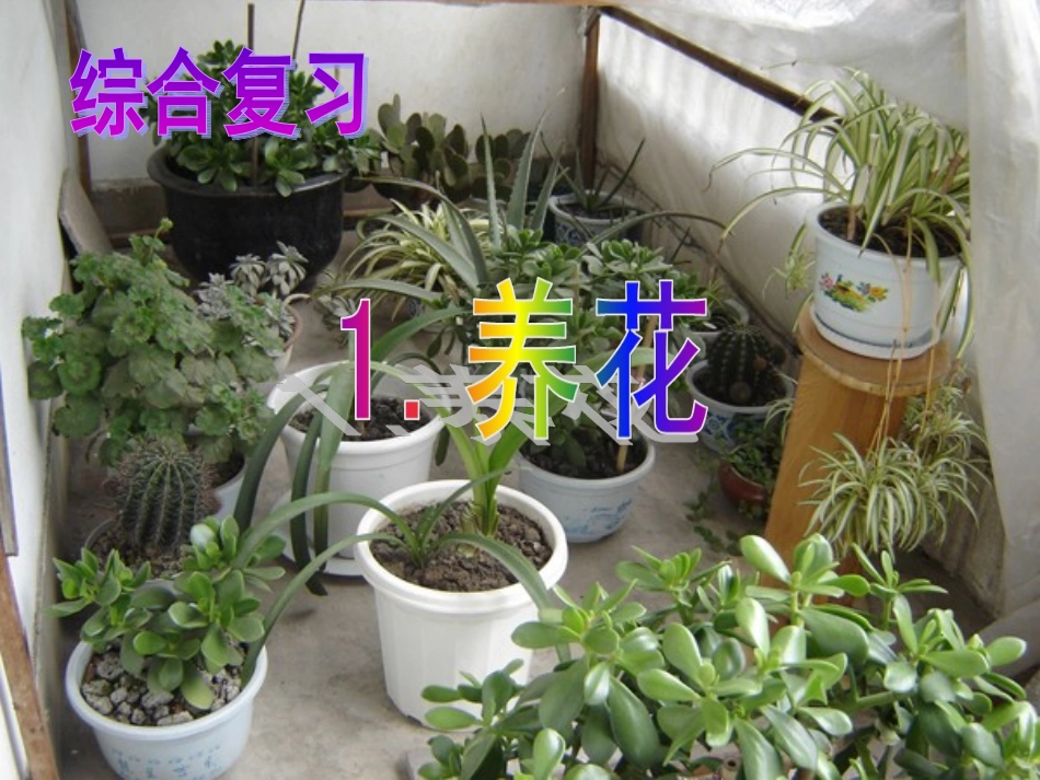 六年级语文综合复习1养花_第3页