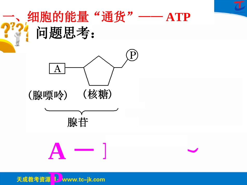 第5章第二讲ATP及其主要来源——细胞呼吸_第2页