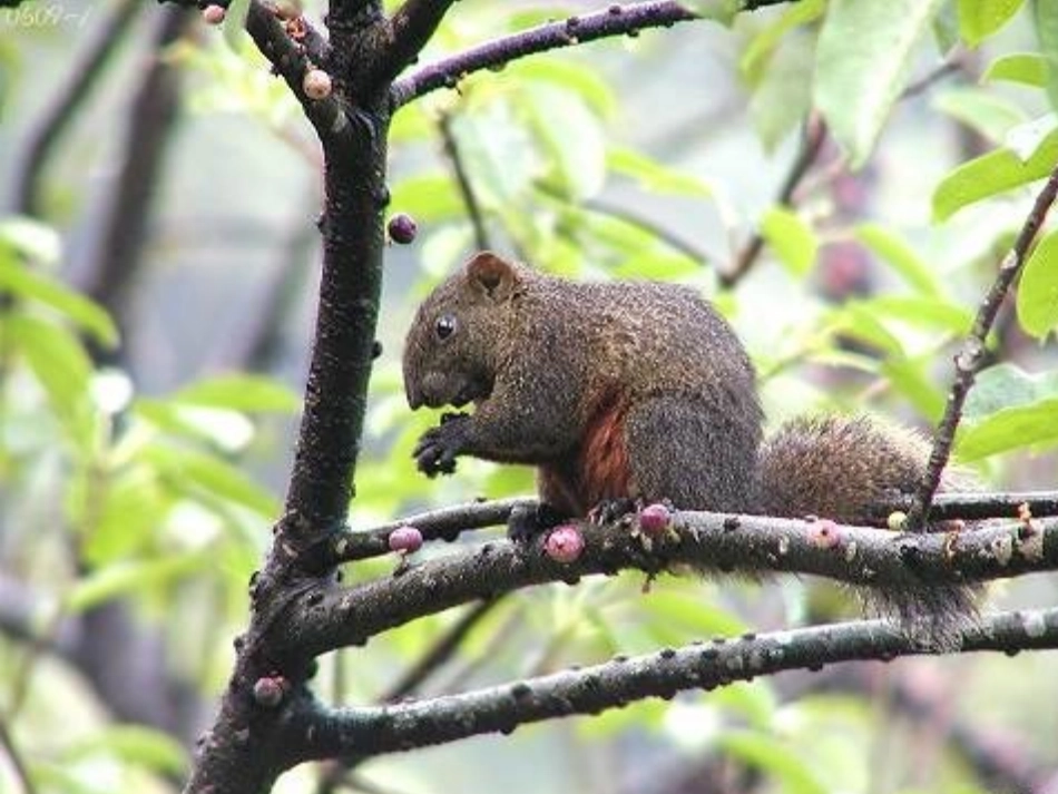 七年级下册松鼠_第2页