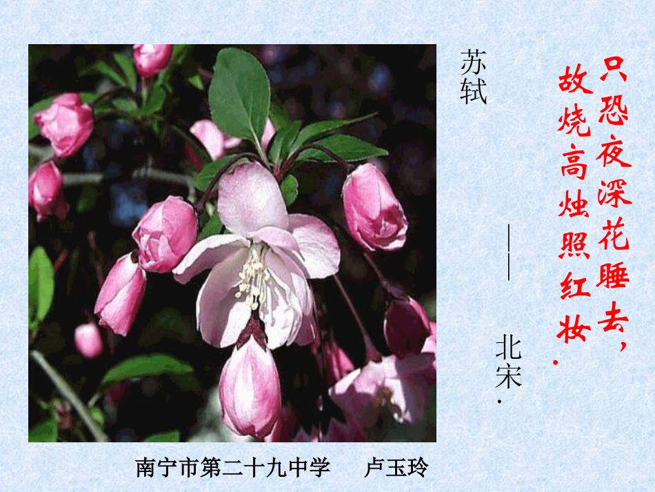 《花未眠》课件_第1页