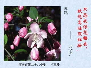 《花未眠》课件