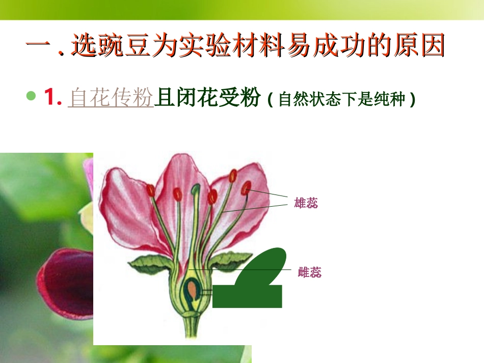 孟德尔豌豆杂交实验一_第3页