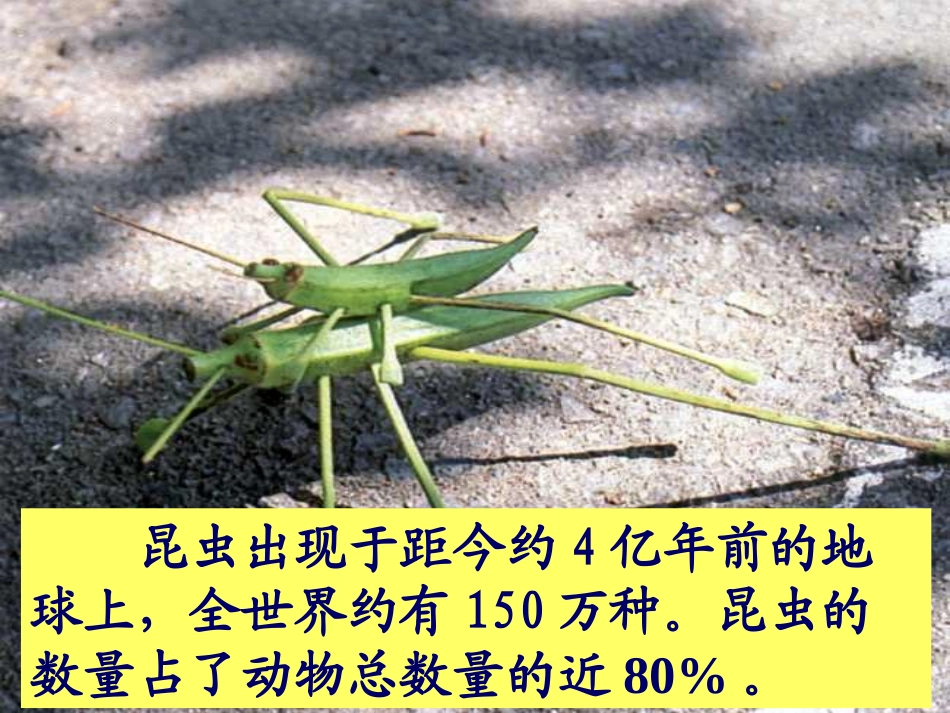 有趣的昆虫PPT课件_第3页
