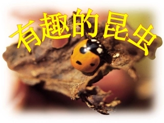 有趣的昆虫PPT课件