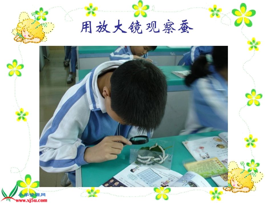 （苏教版）四年级科学下册课件22给蚕宝宝记日记1_第2页