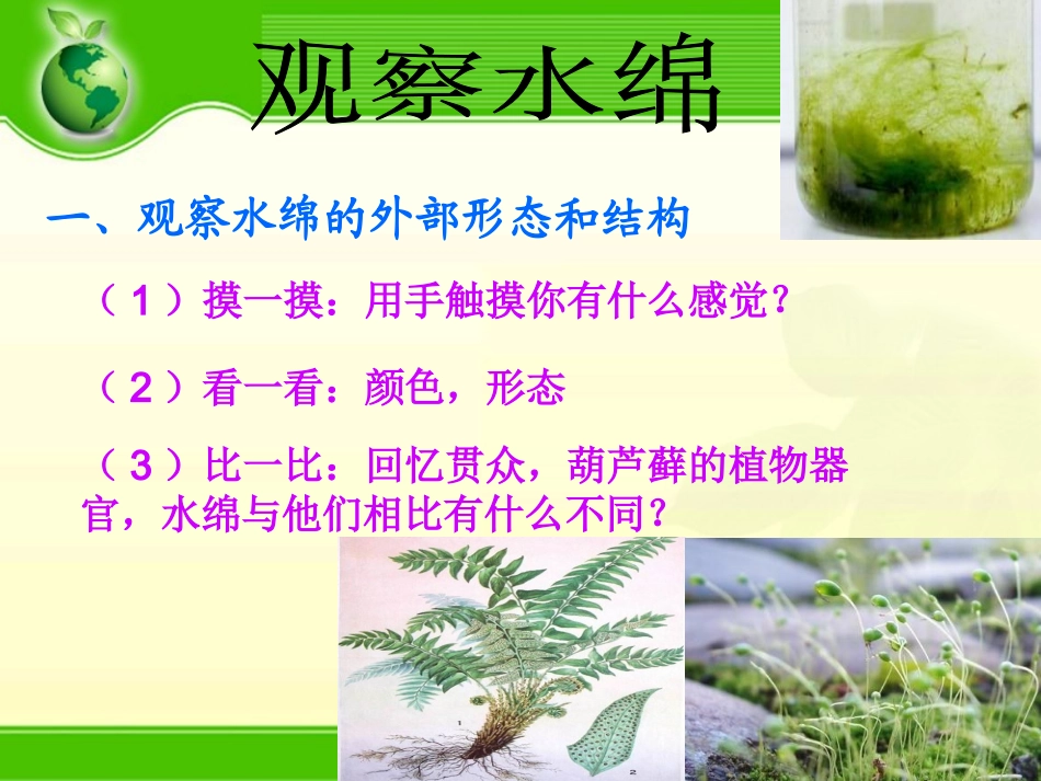 水中的藻类植物（陈玲）_第3页