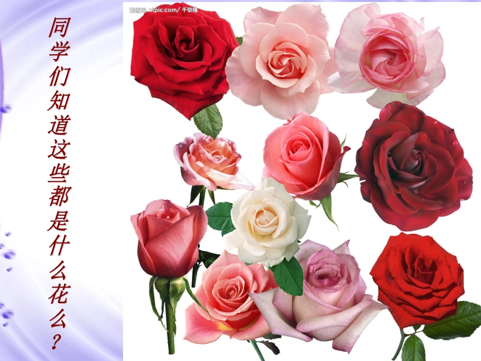 人教版二年级语文下册第一组第4课《小鹿的玫瑰花》课件_第2页