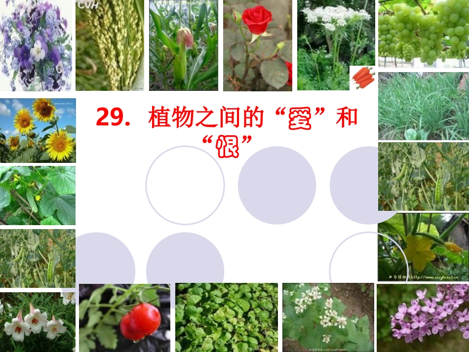 植物之间的爱和恨_第1页