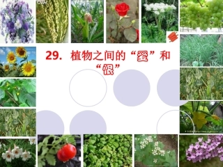 植物之间的爱和恨