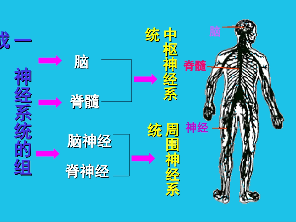 神经系统的调节_第3页