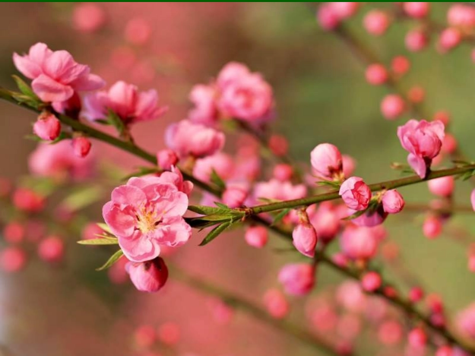 桃花源记PPT课件_第3页