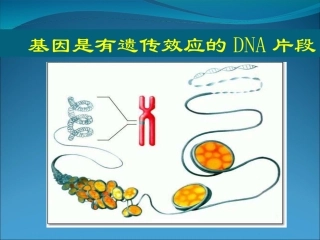 生物：34《基因是有遗传效应的DNA片段》课件（2）（新人教版必修2）