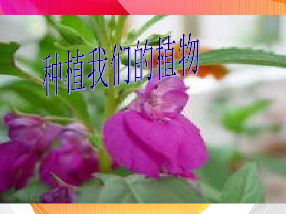 教科版3年级科学下册12-_种植我们的植物(优质)_第1页